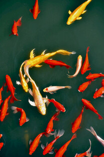 池塘中游动的多彩锦鲤