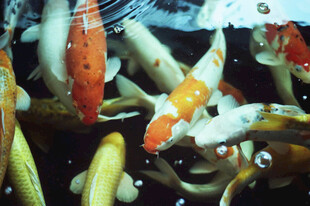 池塘中游动的多彩锦鲤