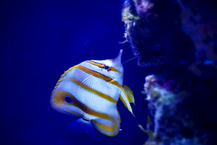 水中悠游的条纹海水鱼