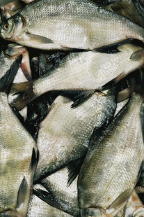 一堆新鲜的银色鱼类