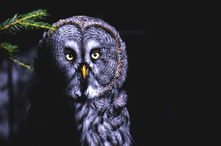 凝视的灰猫头鹰