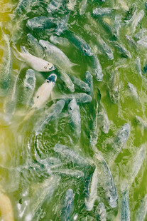 池塘中密集游动的鱼苗