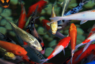 多彩锦鲤水中畅游