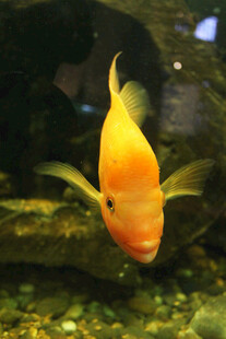 橙黄金鱼悠游于水族箱