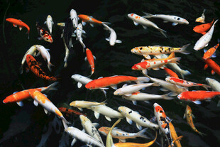 池塘中游动的多彩锦鲤