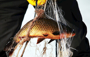 渔民捕获大鱼于渔网中