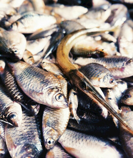 一堆鲜活的鱼类