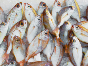 一群色彩斑斓的小鱼