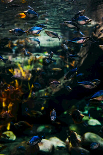多彩水族箱中的斑斓鱼群