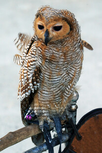 猫头鹰栖息于枝头