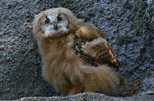 可爱猫头鹰栖息于岩石上