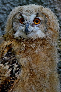 可爱猫头鹰特写
