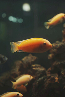 缸中游动的橙色观赏鱼