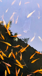 空中飞舞的金黄叶片