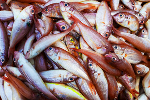 新鲜海鱼堆叠展示