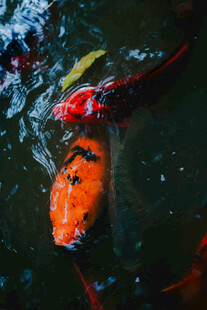 池塘中游动的多彩锦鲤