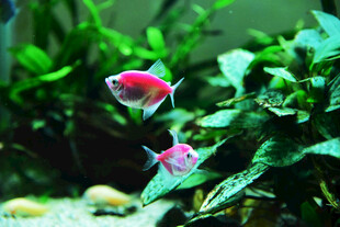 缸中粉鱼伴绿植
