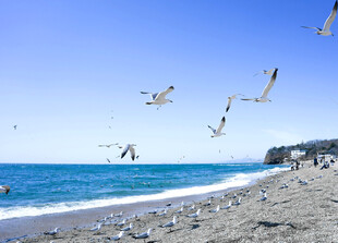 海边沙滩飞鸟美景图