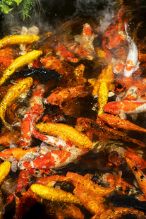 池塘中游动的多彩锦鲤