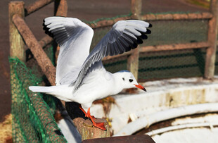 海鸥展翅于船边