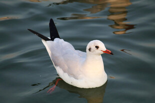 水中畅游的白色海鸥