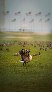 草原上的动物群