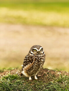 草地上的猫头鹰摆件