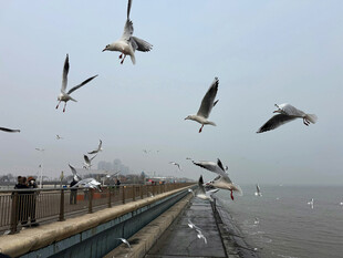 海边海鸥飞舞的美丽景象