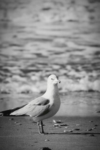 海边单只海鸥伫立