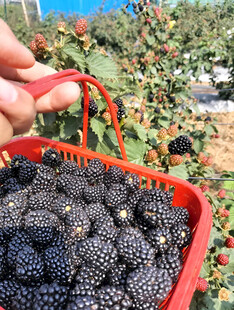 黑莓