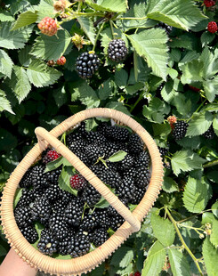 黑莓栽培