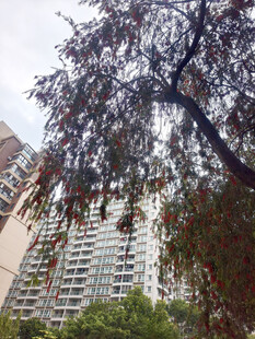 高楼旁枝叶繁茂的大树