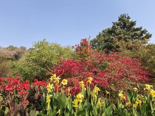 多彩花卉与葱郁树木景观