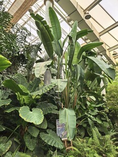 温室中的多样绿植景观