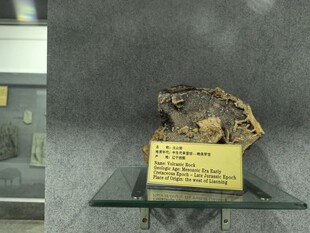 远古动物化石标本展示