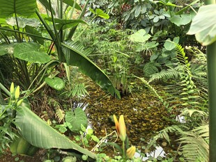 繁茂的热带植物景观