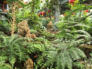 花园中的绿植与娇艳花朵