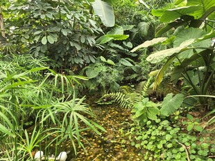 繁茂绿植构成的自然景致