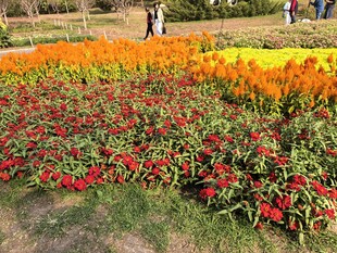 多彩花卉装点美丽花园