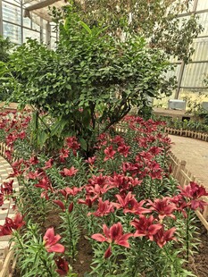 花园中绽放的多彩花卉