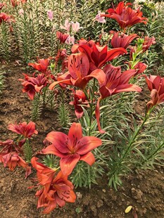 鲜艳盛放的红色百合花