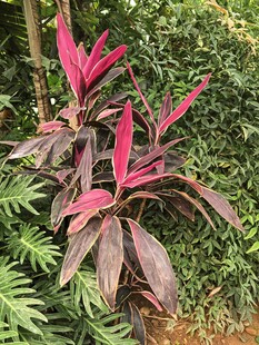 紫红叶植物的自然景致