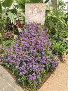 紫色花卉装点的美丽花园