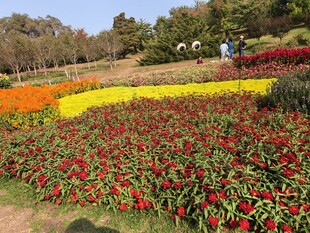 多彩花卉装点美丽花园