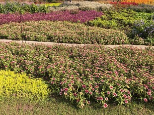 多彩花卉种植园景观