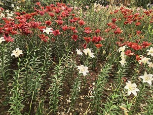 多彩花卉绽放美丽花田