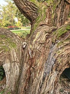 古老沧桑的大树根部