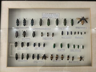 昆虫标本展示
