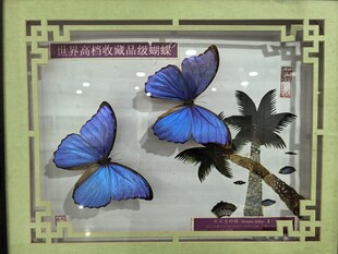 框中蓝色蝴蝶与植物景观