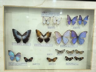 精美蝴蝶标本展示
